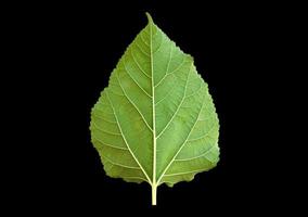 feuille de mûrier avant isolée avec chemins de détourage. photo