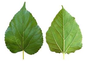 feuille de mûrier avant et arrière isolée avec chemins de détourage. photo