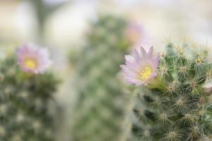 fleurs de cactus dans le jardin. photo