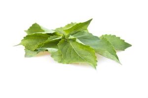 feuilles de fenouil ocimum gratissimum isolé sur fond blanc. photo