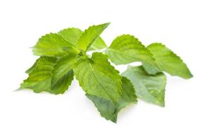 feuilles de fenouil ocimum gratissimum isolé sur fond blanc. photo