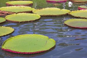 feuille de lotus victoria c'est la plus grande fleur de lotus qui flotte à la surface de l'eau. photo