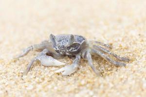 crabe sur le sable au bord de la mer. photo