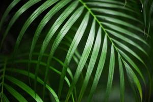 feuille de palmier tropical, fond vert foncé photo