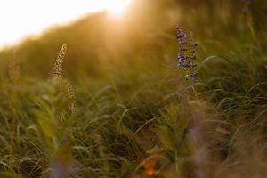 mise au point douce sélective d'herbe sèche, fleurs sauvages bleu violet vibrant, tiges soufflant dans le vent à la lumière dorée du coucher du soleil, collines floues sur fond, espace de copie. nature, été, concept d'herbe. photo