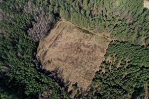 vue aérienne de l'exploitation forestière illégale à partir d'un drone photo