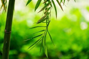 bambou vert feuille douce floue photo