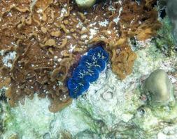 palourde géante bleue sur pierre de corail photo