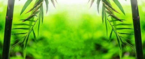 bambou vert feuille douce floue photo
