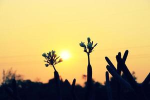 silhouette de fleur de frangipanier avec fond de coucher de soleil photo