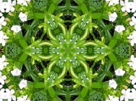 abstrait de couleur verte. kaléidoscope de feuilles vertes. photo