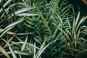 fond de feuille verte tropicale, thème de ton sombre. photo