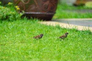 thaïlande petit oiseau moineau brun dans le jardin et le parc. photo