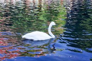 cygne nager dans le canal noir photo