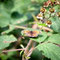 le gardien ou papillon brun de haie reposant sur une feuille de mûre photo