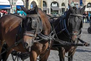 Prague, République tchèque, 2014. Chevaux sur la place de la vieille ville de Prague photo