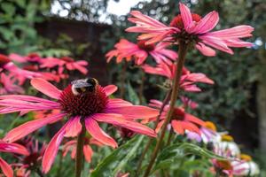 abeille sur une fleur d'échinacée rouge photo