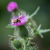 Bourdon à queue chamois recueillant le pollen d'un chardon photo