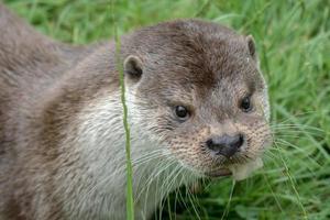 loutre eurasienne dans l'herbe photo