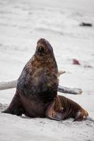 Lion de mer de Nouvelle-Zélande photo