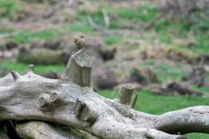 troglodyte perché sur un arbre mort photo