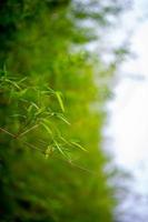 bambous verts pendant la saison des pluies de thaïlande bambou vert, concept naturel photo