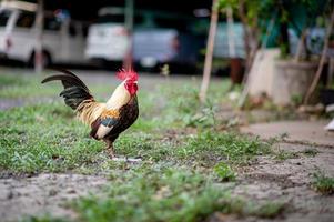de beaux petits poulets bantam dans la maison marchent pour se nourrir dans la pelouse. photo
