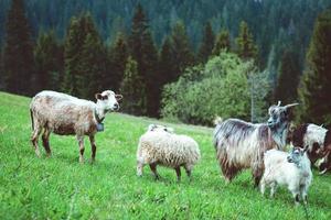 jolis manteaux mignons et moutons paissant dans les collines des montagnes photo