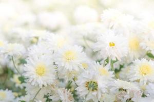 fleurs de chrysanthème blanc photo