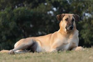 un chien regardant la caméra assis dans le parc photo