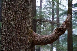 arbre fermer image vers le haut vert bg photo