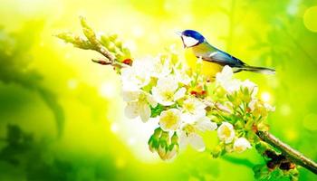 Mésange charbonnière assise sur une branche d'arbre au printemps photo