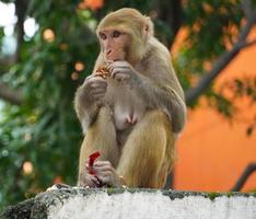 un singe femelle mangeant de la nourriture