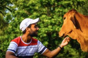 homme, à, vache, image, portion, vache photo