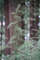 feuille d'un arbre gros plan vert photo