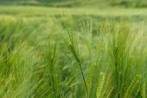 gros plan de blé jeune vert. photo