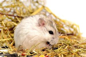 Hamster jungar sur fond blanc photo