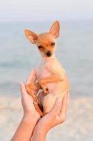 terrier reposant sur la mer photo