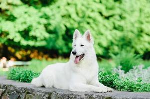 berger blanc suisse en promenade photo