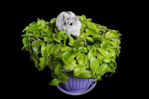 hamster sur une fleur verte dans un pot sur fond noir photo