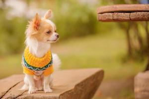 chiot chihuahua blanc à taches rouges sur le banc. chihuahua dans un pull jaune. animal de compagnie. photo