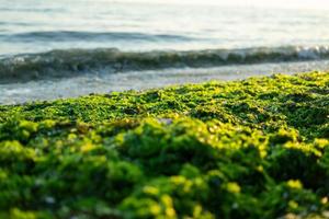 flaque d'algues vertes sur la plage top shot