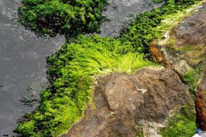 texture de roche moussue dans la mer avec de l'eau verte photo