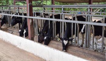 vaches à la ferme. photo