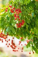 litchis sur l'arbre, gros plan de fruits de litchi, fruits de litchi frais photo