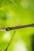 fourmis marchant sur une branche. fourmi sur brindilles.ant gros plan. photo