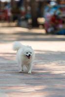 chiens jouant dans la mer s'amusant photo