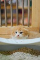 mignon chaton scotch orange avec une belle fourrure. photo