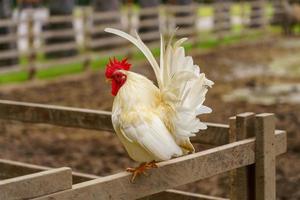 Bantam blanc debout sur une clôture en bois.poulet photo