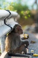 un singe mangeant des fruits sur le bord de la route. photo